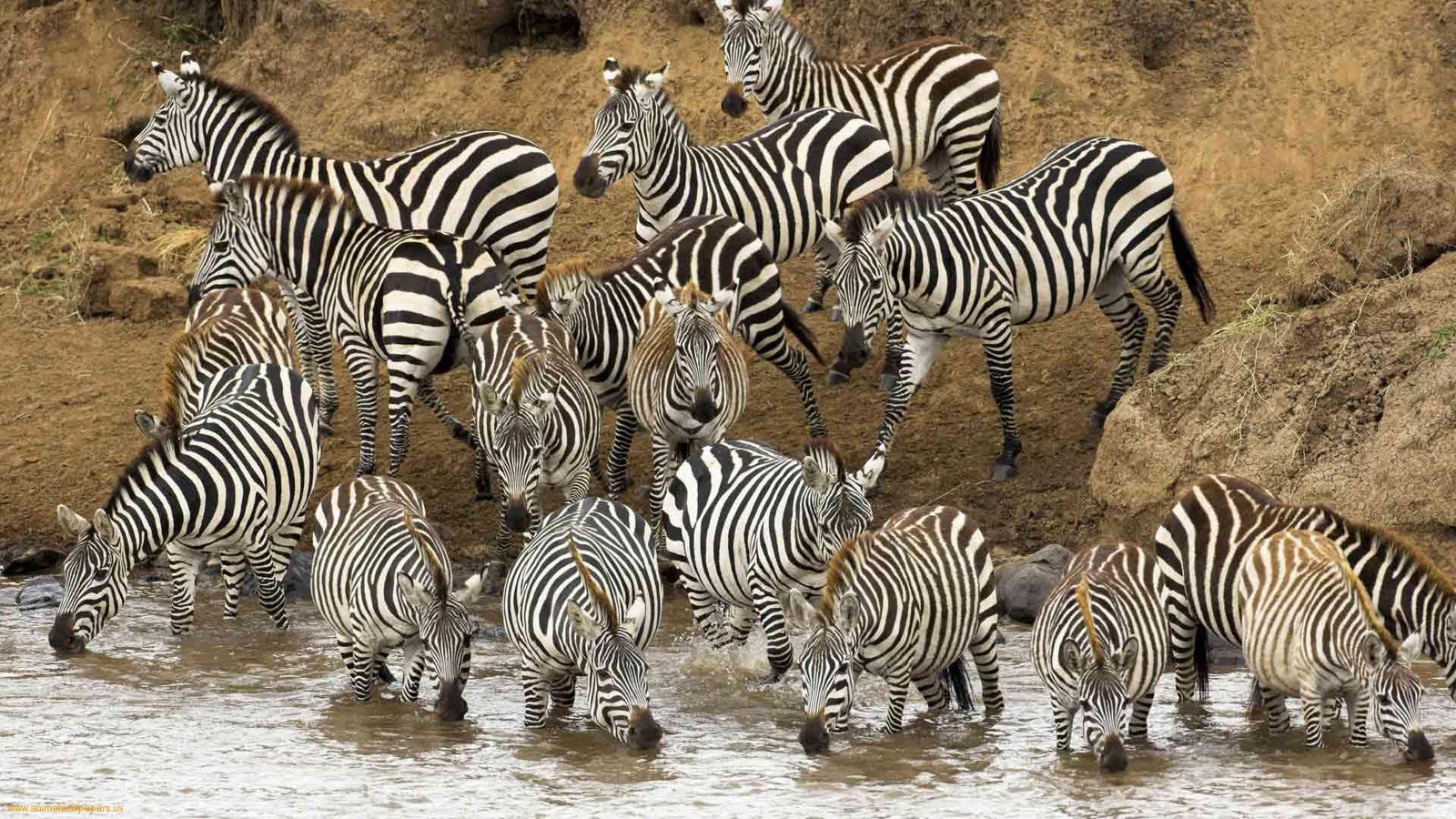 Wild animal picture